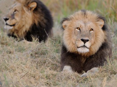 Male Lion Pair2.jpg