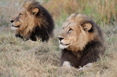 Male Lion Pair.jpg