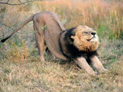 Male Lion Stretching.jpg
