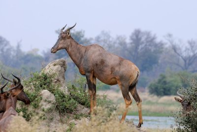 Male Tessabe.jpg