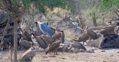 Maribou Stork and Vultures on Poached Elephant.jpg