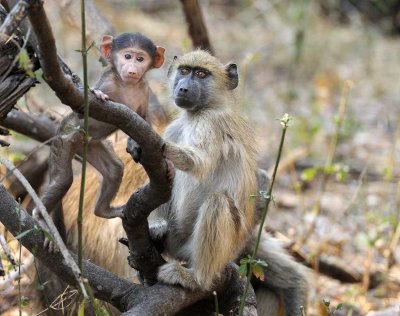 Mom and Baby Baboon.jpg