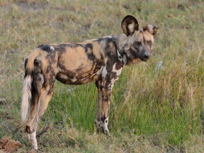 One Eared Wild Dog.jpg