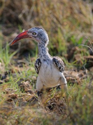 Red Billed Horn Bill.jpg