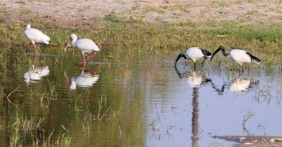 Sacred Ibis and Spoonbill Storks.jpg