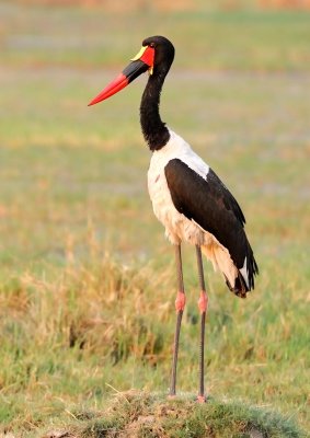 Saddle Bill Stork.jpg