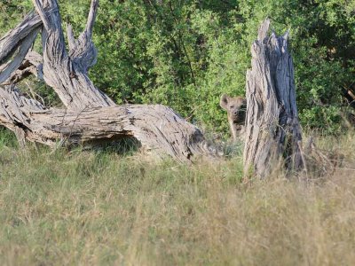 Spotted Hyena Hiding.jpg