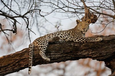 Young Male Leopard.jpg