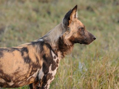 Wild Dog Profile.jpg