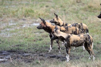 Wild Dogs3.jpg