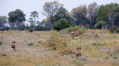 Wild Dogs Chasing a Kudu2.jpg