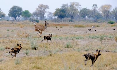 Wild Dogs Chasing a Kudu+.jpg