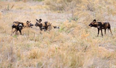 Wild Dogs Playing2.jpg