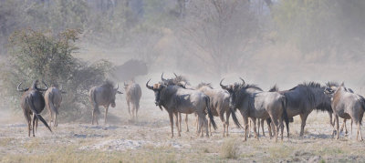 Wildebeast Herd on the Move.jpg