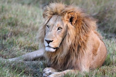 Male Lion Relaxing.jpg