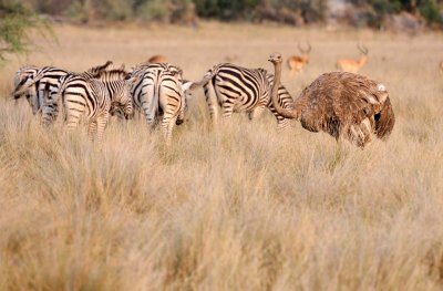 Ostrich and Zebra.jpg