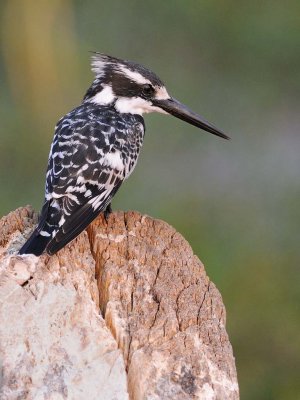 Pied Kingfisher.jpg