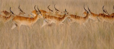 Red Lechwe2.jpg