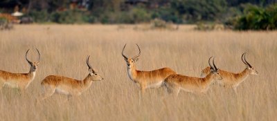 Red Lechwe.jpg