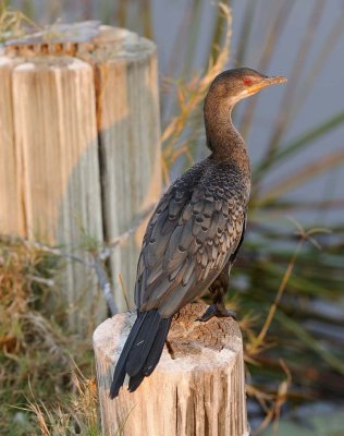 Reed Cormorant2.jpg