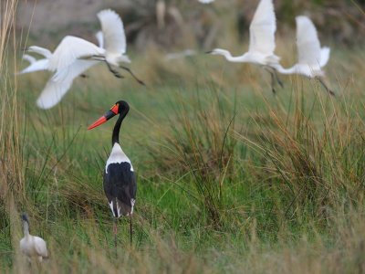 Saddle Bill Stork and Greater Egrets.jpg