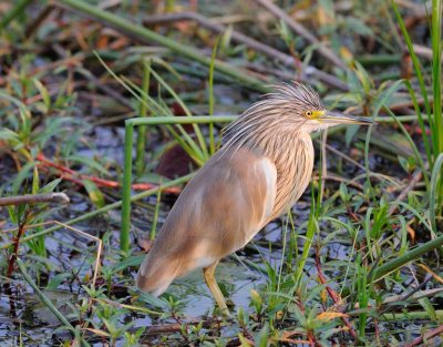 Squacco Heron.jpg