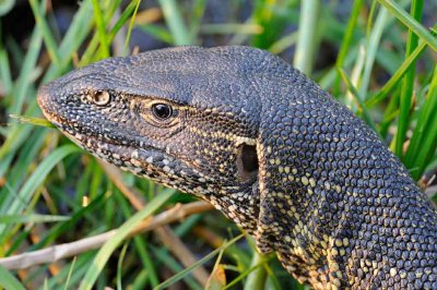 Water Monitor.jpg