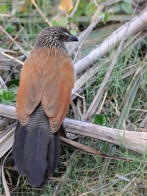 White Browed Coucal.jpg