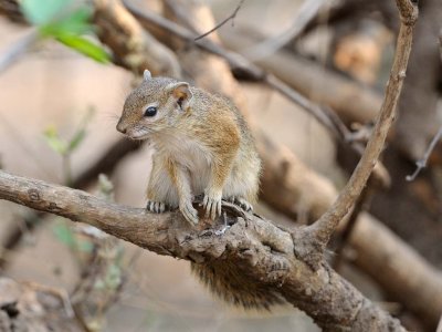 African Tree Squirrel.jpg
