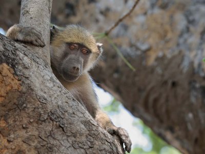 Baboon in a Tree2.jpg