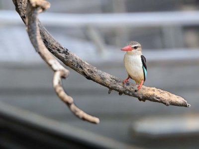 Brown Hooded Kingfisher-.jpg