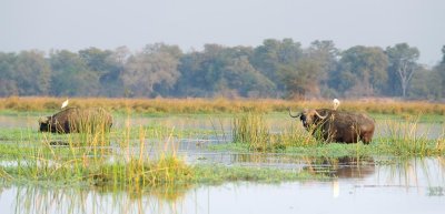 Cape Buffalo and Egrets2+.jpg