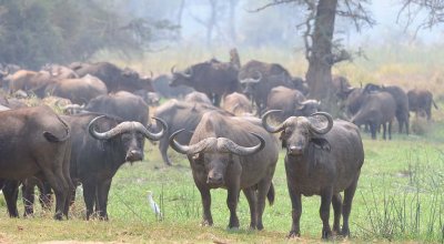 Cape Buffalo Herd.jpg