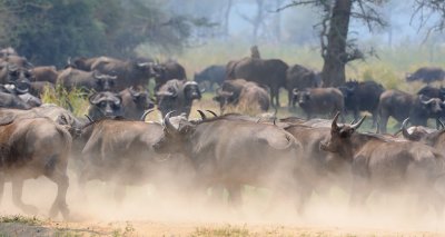 Cape Buffalo on the move.jpg