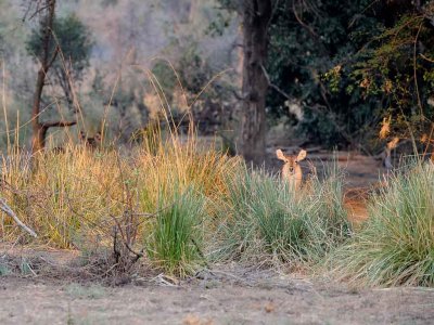 Early Morning Waterbuck Female.jpg