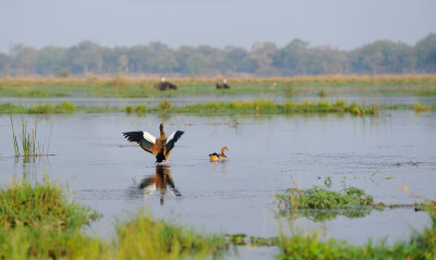 Egyptian Goose Stretching Wings.jpg