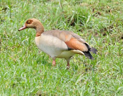 Egyptian Goose.jpg