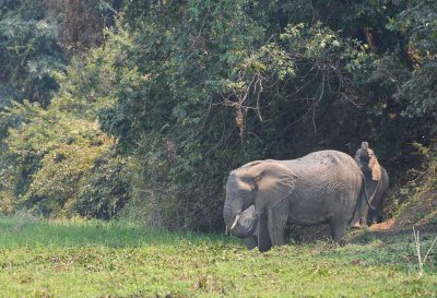Elephants Having a Mud Bath.jpg