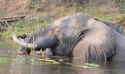 Feeding in the Channel.jpg