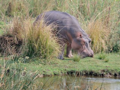 Hippo Grazing2.jpg