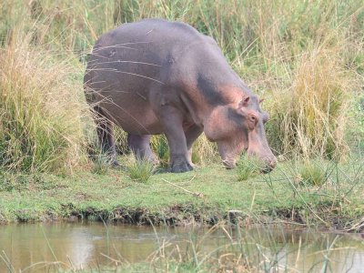 Hippo Grazing.jpg