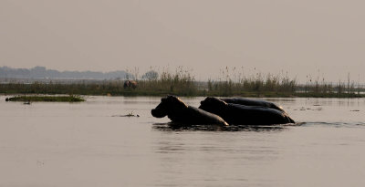 Hippos at Dusk.jpg