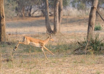 Impala Running.jpg