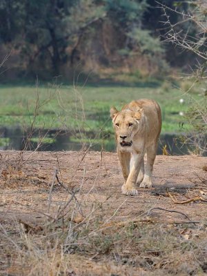 Lioness2.jpg
