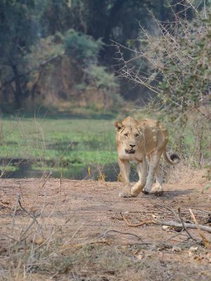 Lioness3.jpg