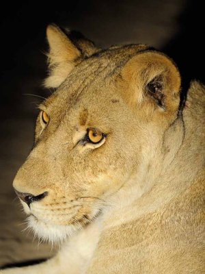Lioness at night in a Spotlight.jpg