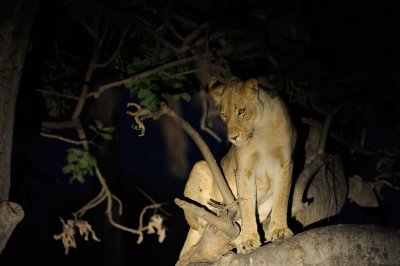 Lioness in a Tree.jpg
