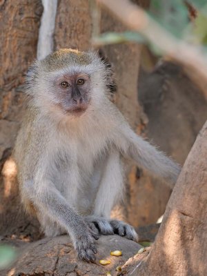 Vervet Monkey.jpg