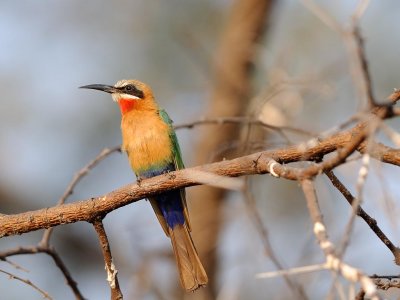 White fronted bee eater2.jpg