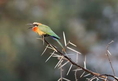 White Fronted Bee Eater-.jpg
